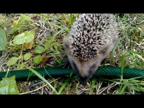 где то под Клином  проснулись ёжики ..