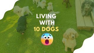 WHAT IT IS LIKE LIVING WITH 10 DOGS | Toy Poodle, Maltese & Maltipoo Dog Breeder Vlog