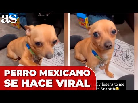 Una ESTADOUNIDENSE adopta a un PERRO MEXICANO y vean SU REACCIÓN cuando le HABLA INGLÉS o ESPAÑOL















