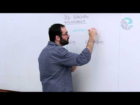 O ciclo reprodutivo haplodiplobionte