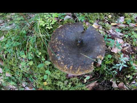 Sat Magura & Lac Siriu