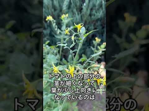 園芸 トマト、健康に良い野菜