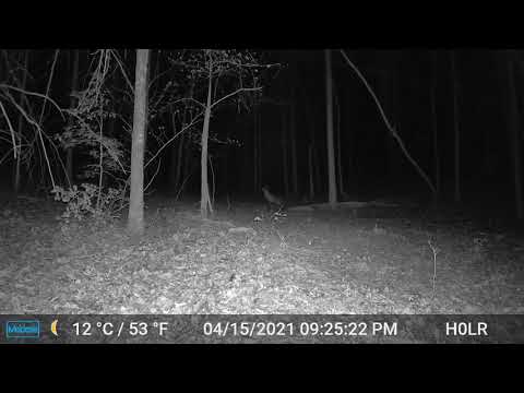 Black Coyote Howling at Night