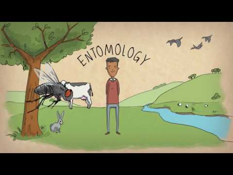 Entomologist