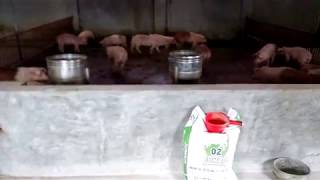 Cám lợn jumbo Minh Hiếu lợn khỏe mau lớn