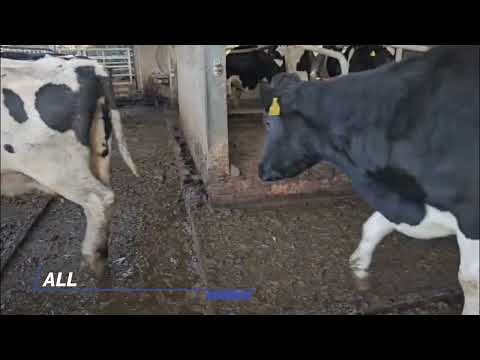 Full Herd Clearance Sale - Image 2