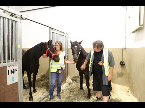 , title : 'Odenwald Morgans 2017  Arrival of three mares from Canada'