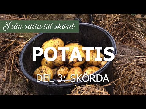 , title : 'Potatis från sätta till skörd, del 3: Skörda'