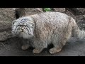 [manul][Pallas's cat] He showed me his belly, I think he might like me😊I hope it's not an illusion😺