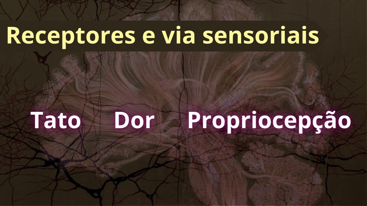 Vias sensoriais - tato, propriocepção e dor