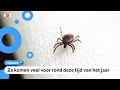 Teken bijten kinderen vaker in hoofd en nek