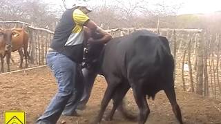 preview picture of video 'tv vida de gado vacina com o gado pegado na mão'
