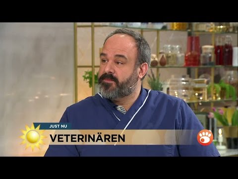 , title : 'Ryggproblem hos hundar - veterinären svarar på tittarfrågor - Nyhetsmorgon (TV4)'