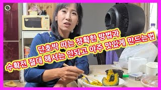 단호박 따는 정확한 방법과 수확전 절대 해서는 안되는 아주맛있게 만드는방법~ 단호박,재배방법,키우기,따는시기