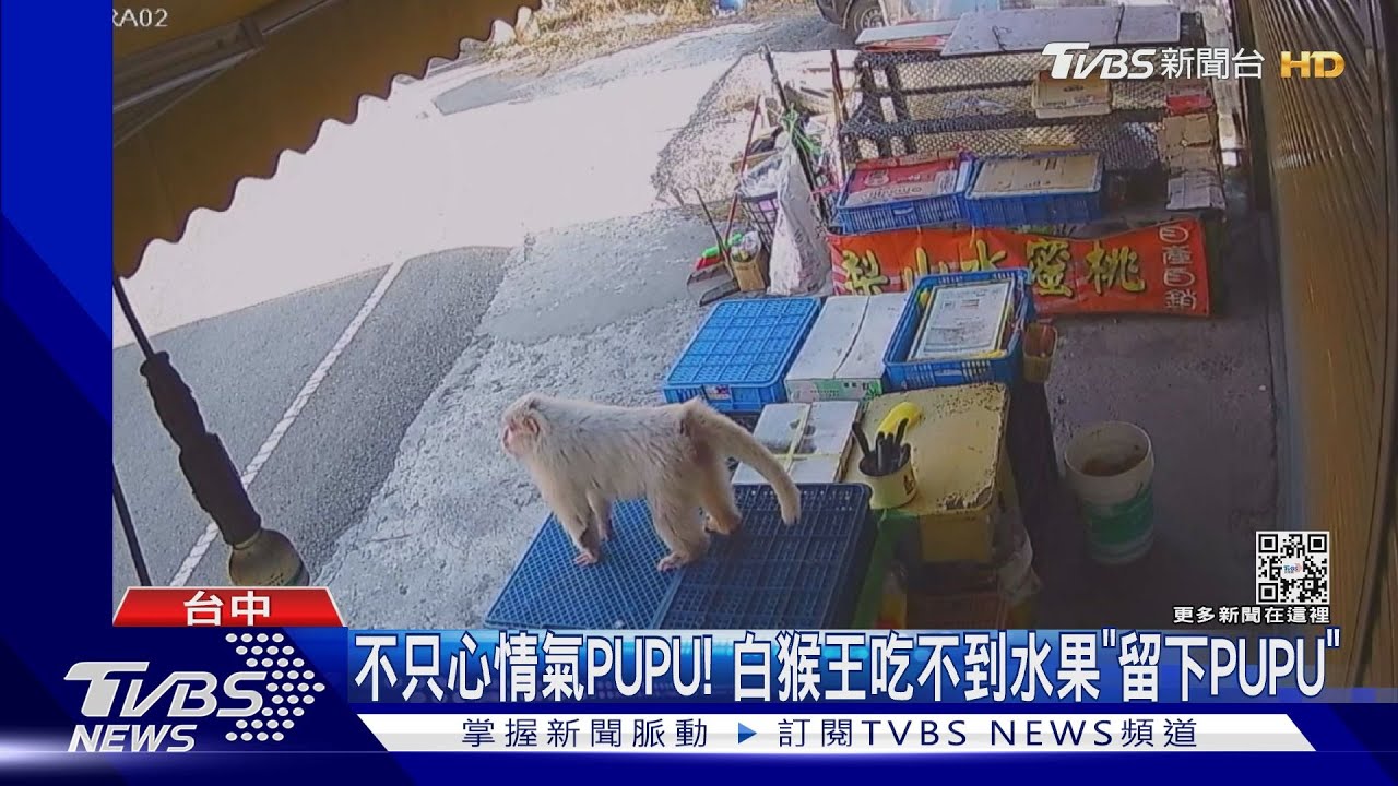 不只心情氣PUPU! 白猴王吃不到水果「留下PUPU」