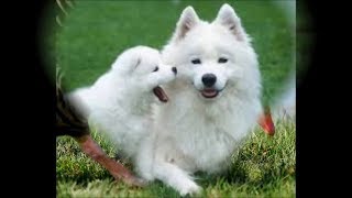 Download lagu Lagu Bunda piara ( Waktuku kecil hidupku) lagu anak top :) mp3 Download lagu Lagu Bunda piara ( Waktuku kecil hidupku) lagu anak top :) mp3