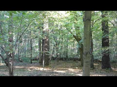 Forest in Bergshamra, Stockholm city