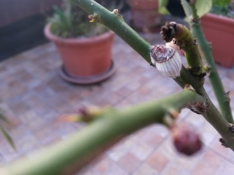 Lavvelenamento con sintomi helminths Lyambliya in un duodeno