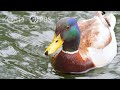 What Actually Makes Water Roll Off A Duck S Back Deep Look