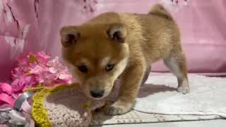 豆柴の動画01