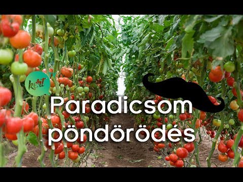 paraziták a paradicsom levelein