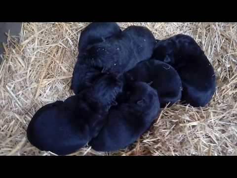 Щенки из питомника  Schwarzer Fluss. Рабочих линий немецкой овчарки(черного окраса).