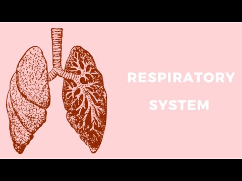 Respiratory System Part 1