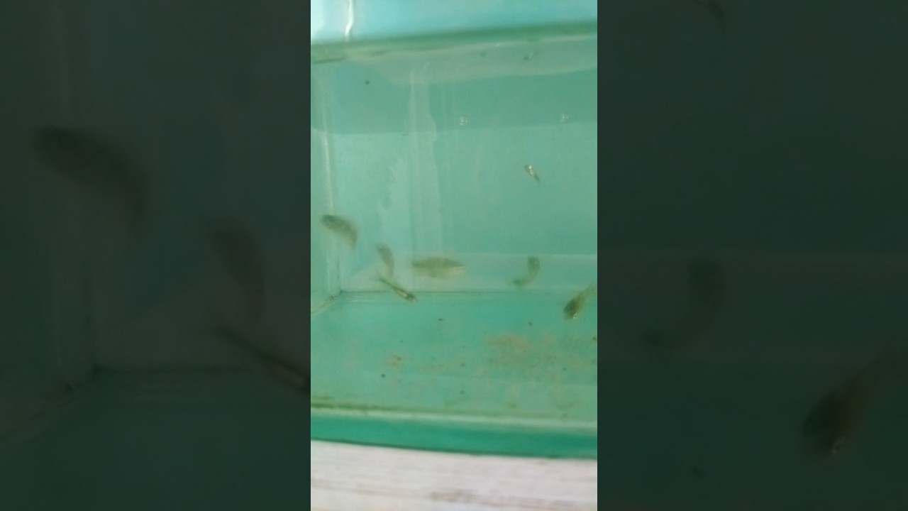 Wild Fishes   #fish #frshwa #freshwaterfish