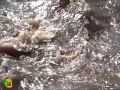 Crocs Slaughter Thompson S Gazelles