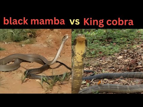 WARNING Venomous Battle King Cobra vs Black Mamba