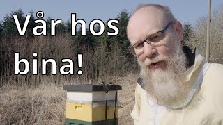 Vårkontroll av bina och drivfodring