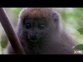Madagascar Nature In One Minute V2