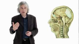 Steven Pinker: Linguistics as a Window to Understanding the Brain