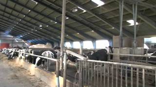 preview picture of video 'Dan Dutch Farms - FarmVideo 106 Nørregard in Brovst'