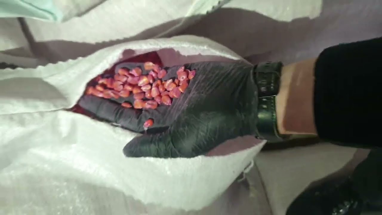 Семена кукурузы Краснодарский 291 АМВ оптом на посев | ООО Элеватор Терек