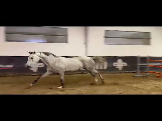 Hongre Zangersheide A vendre 2022 Gris par CHARLIE LE LOI Z