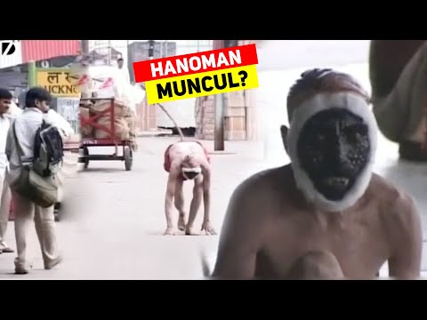 BENARKAH HANOMAN SUDAH MUNCUL? Ternyata Ini Fakta Yang Sebenarnya Yang Bikin Heran..