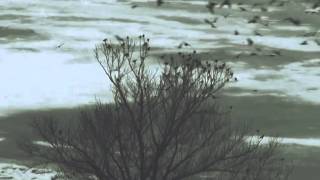 wind and wuthering video