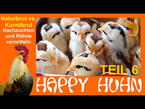 E190 Naturbrut vs. Kunstbrut Teil 6: Nachzuchten / Junghähne vermitteln, Erhaltungszucht, HAPPY HUHN