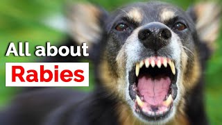 All about Rabies | Symptoms | रेबीज क्या है? | Rabies in dogs | Rabies virus