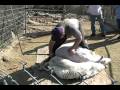 Sheep Shearing for wool 