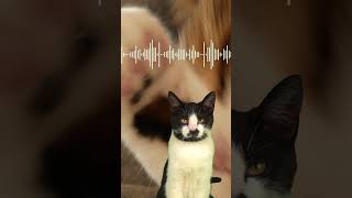 4 SONS para ATRAIR GATOS de RUA! 🔊😺 #SHORTS