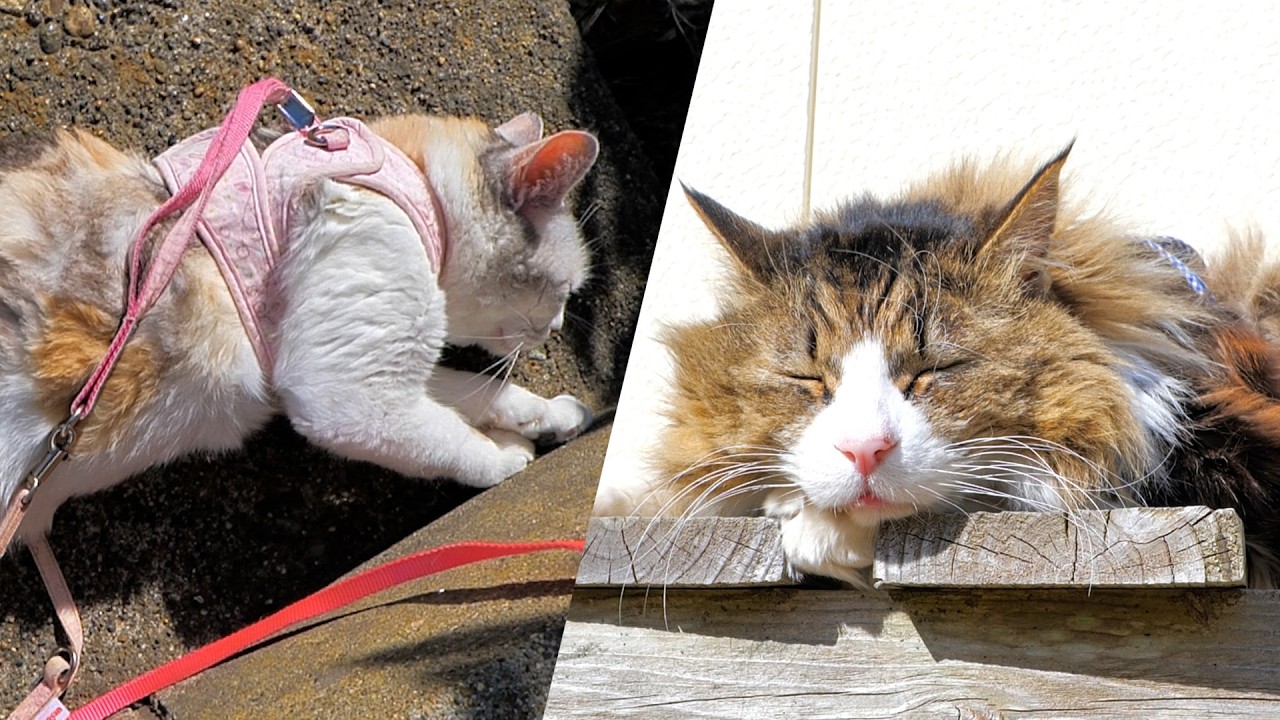 蜂が来なくなってとっても平和になったパパと猫達の春の日曜日【軒下ハチ対策その後🐝】