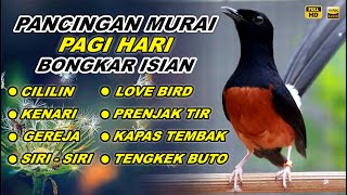 Download lagu 🔴 LIVE 77 - Pancingan Murai Batu malam Hari Full Isian Tembakan Kasar Bikin Murai Bongkar Isian mp3