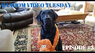 A Day In the Life of A Black Lab (RANDOM VIDEO TUESDAY #3)
