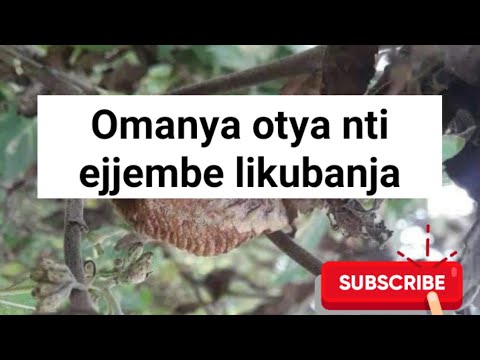 Obubonero kwoolabila nti ejjembe likubanja,obadde okimanyi nti buli omu olina ejjembe,tosubwa