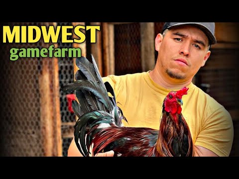 Leiper Rounhead Kelso - MIDWEST FARM