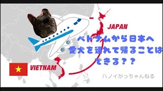 犬の日本帰国のための手続き 〜ハノイでのわんこの生活〜