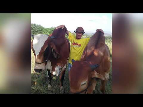 Toada do Carro de boi na voz de Mimin do Gado e Diógenes Pereira