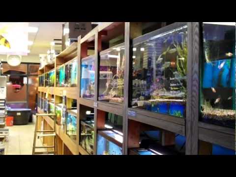 comment installer guppy